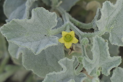 Cucumis prophetarum
