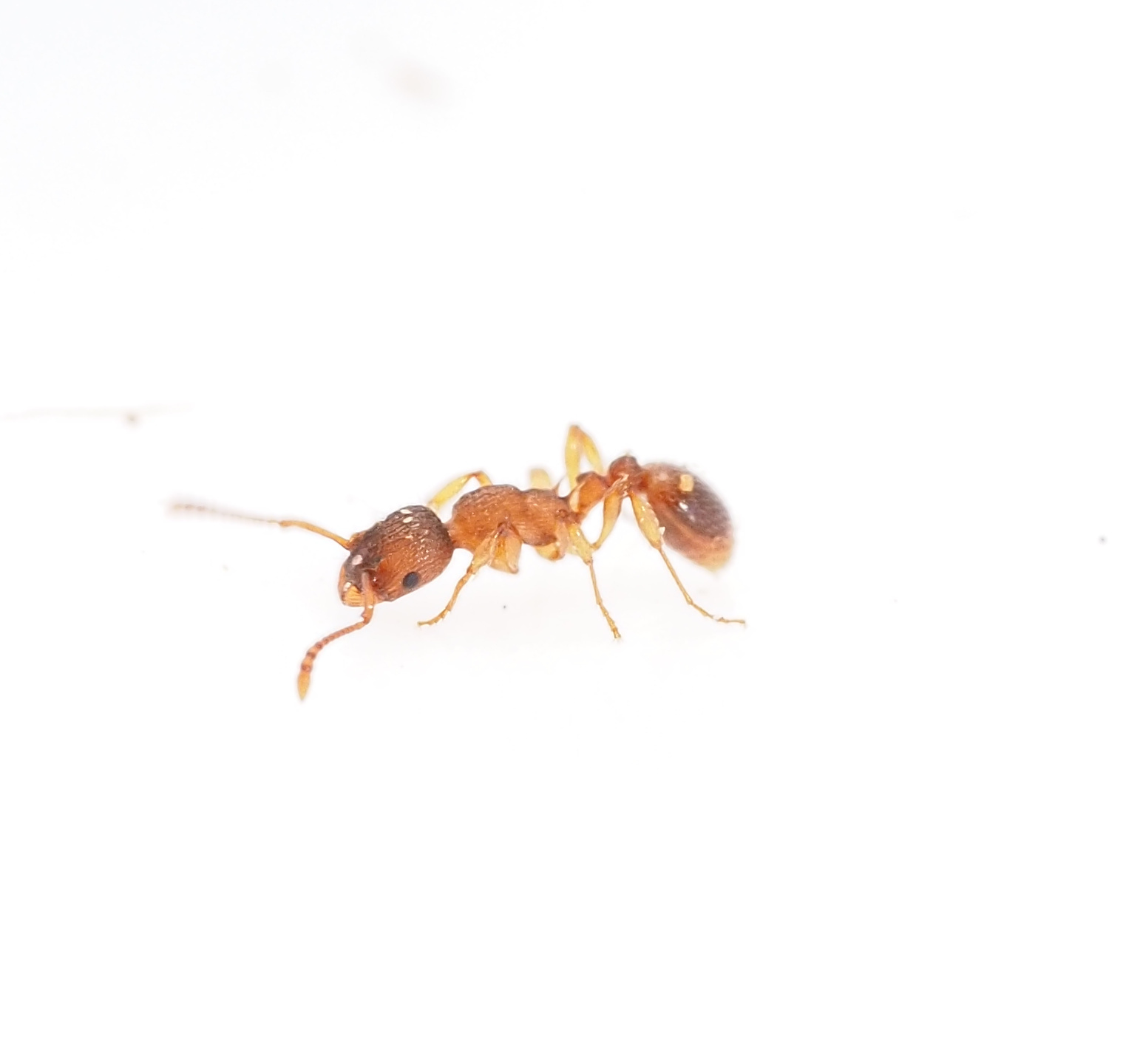 Myrmica pinetorum