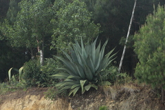 Agave atrovirens
