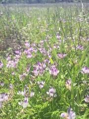 Astragalus rattanii jepsonianus