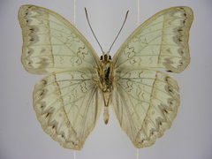 Cymothoe caenis