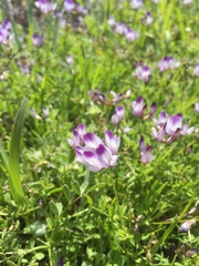 Astragalus rattanii jepsonianus