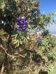 Lupinus pubescens