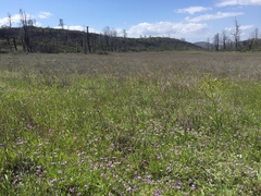Astragalus rattanii jepsonianus