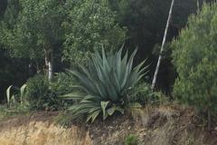 Agave atrovirens