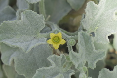 Cucumis prophetarum