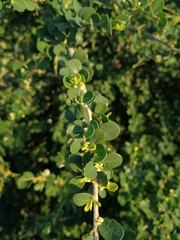 Flueggea verrucosa