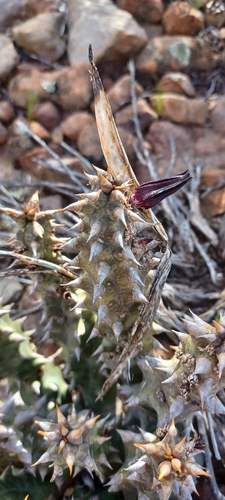 Image of Quaqua mammillaris by (c) Danie Palm, some rights reserved (CC BY)