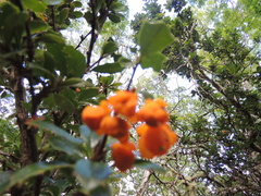 Berberis ilicifolia