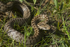 Transcaucasian Rat Snake photo 3