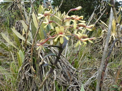 Epidendrum cylindraceum