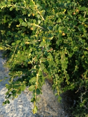 Flueggea verrucosa