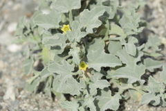 Cucumis prophetarum
