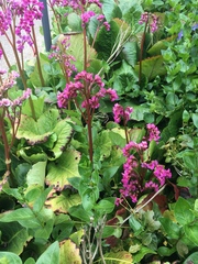 Bergenia crassifolia