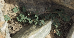 Euphorbia granulata