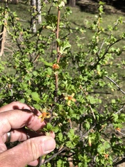 Ribes pinetorum