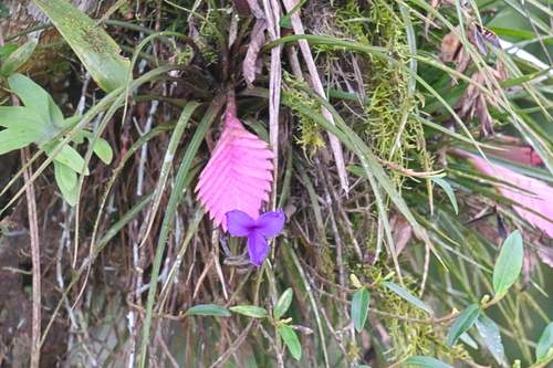 Wallisia cyanea