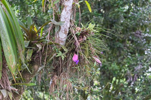 Wallisia cyanea
