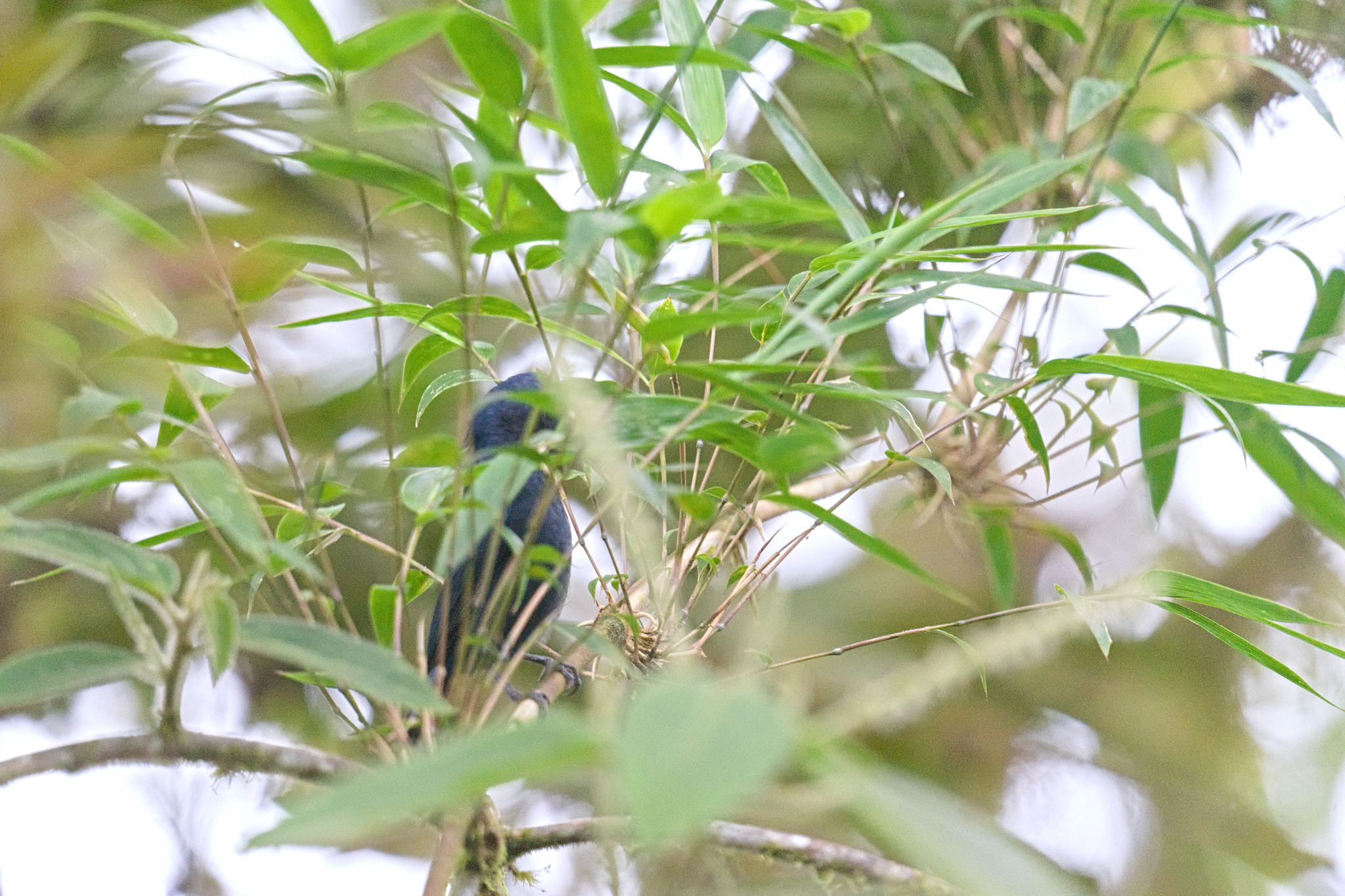 Ecuadorian Seedeater (Amaurospiza aequatorialis), photo 3