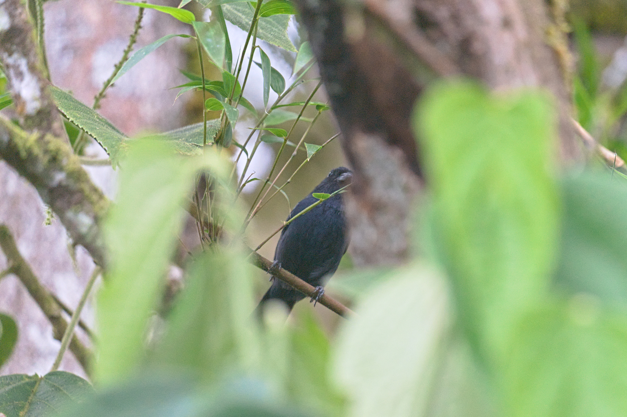 Ecuadorian Seedeater (Amaurospiza aequatorialis), photo 1