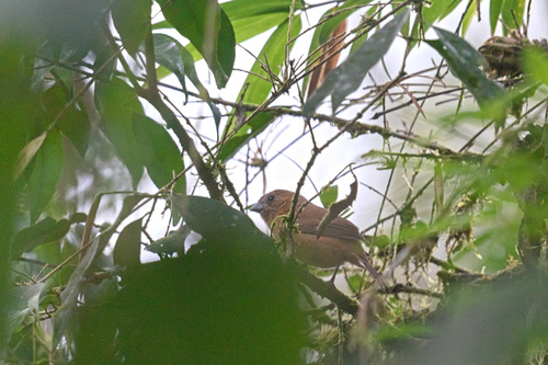 Ecuadorian Seedeater (Amaurospiza aequatorialis), photo 7