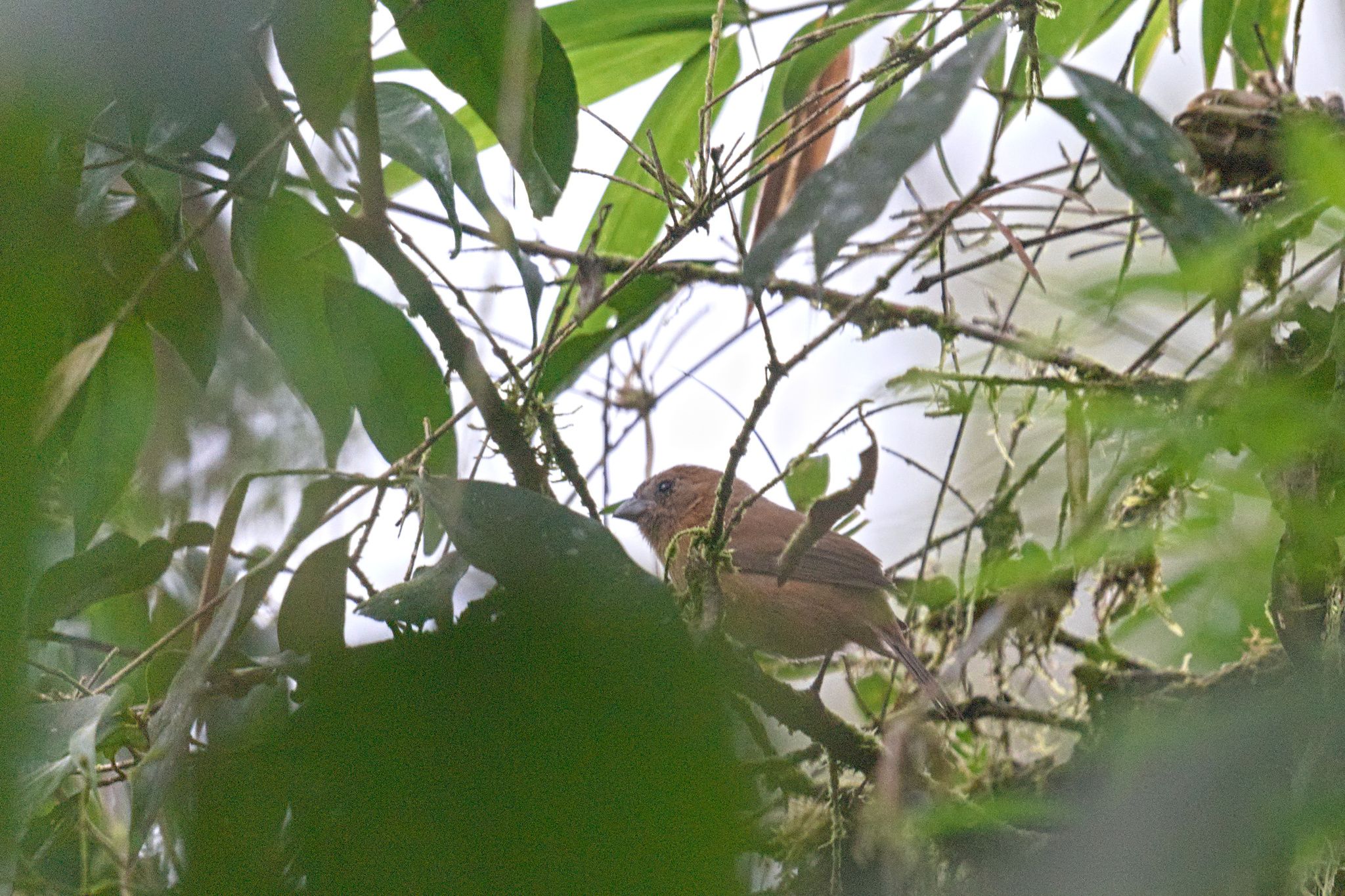 Ecuadorian Seedeater (Amaurospiza aequatorialis), photo 4