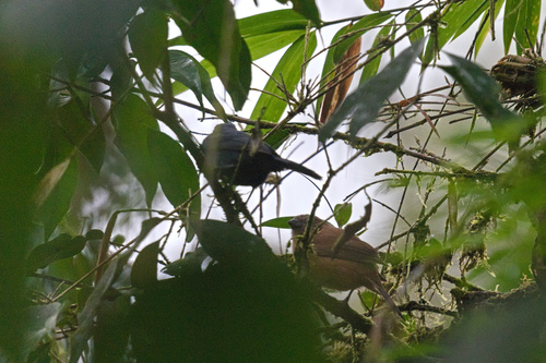 Ecuadorian Seedeater (Amaurospiza aequatorialis), photo 5