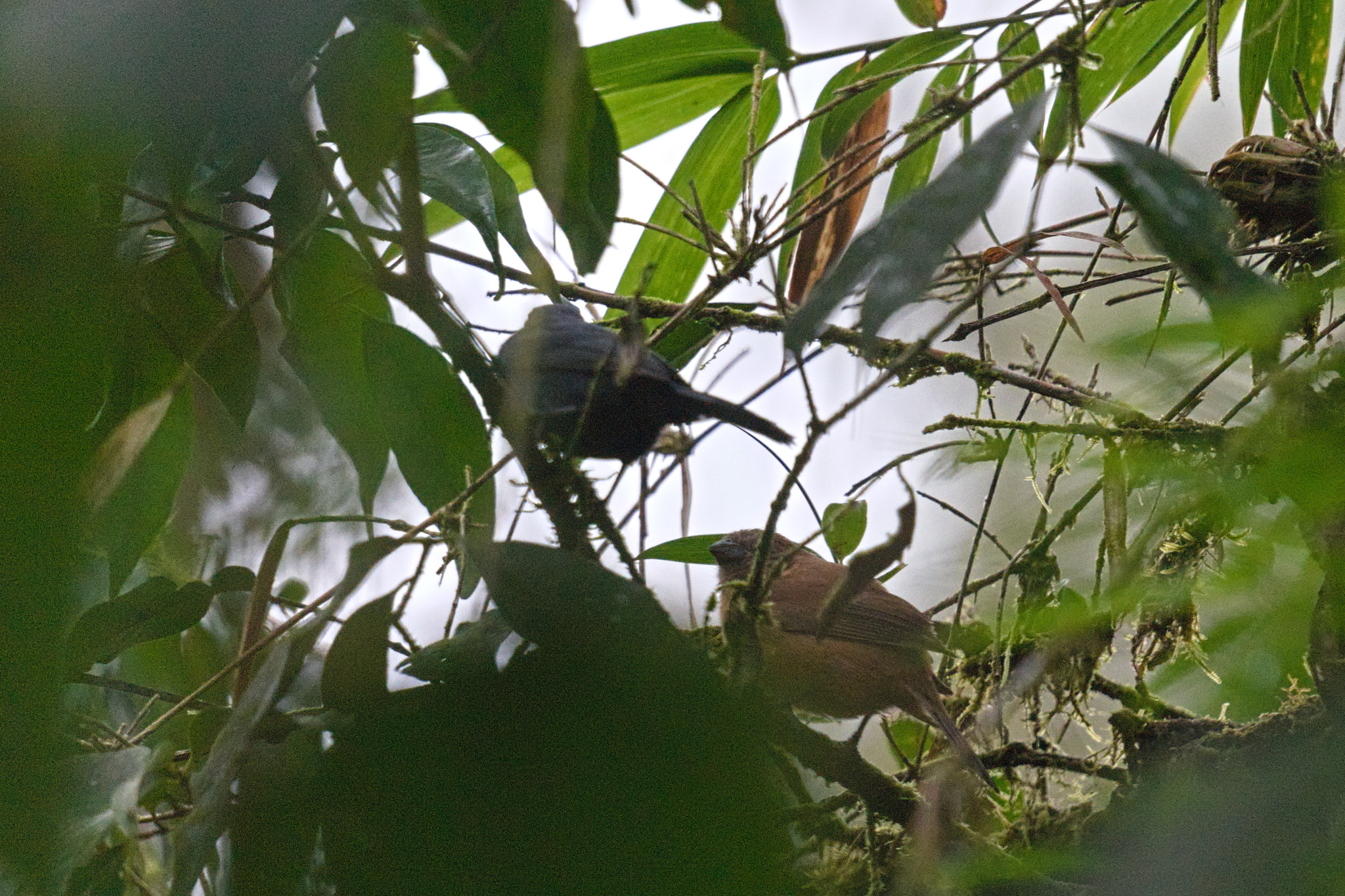 Ecuadorian Seedeater (Amaurospiza aequatorialis), photo 5