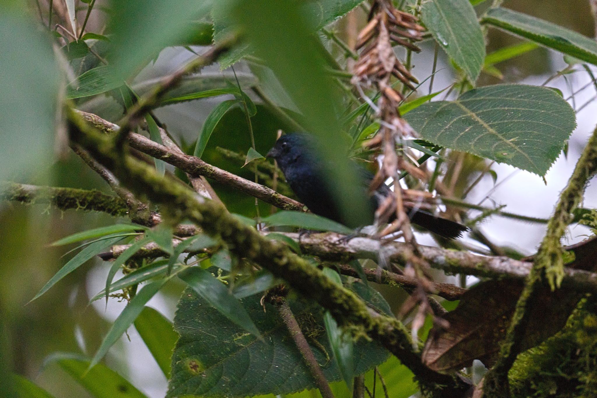 Ecuadorian Seedeater (Amaurospiza aequatorialis), photo 2