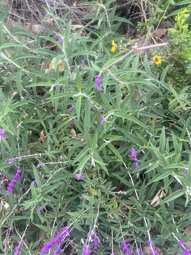 iNaturalist observation photo of Mexican Bush Sage