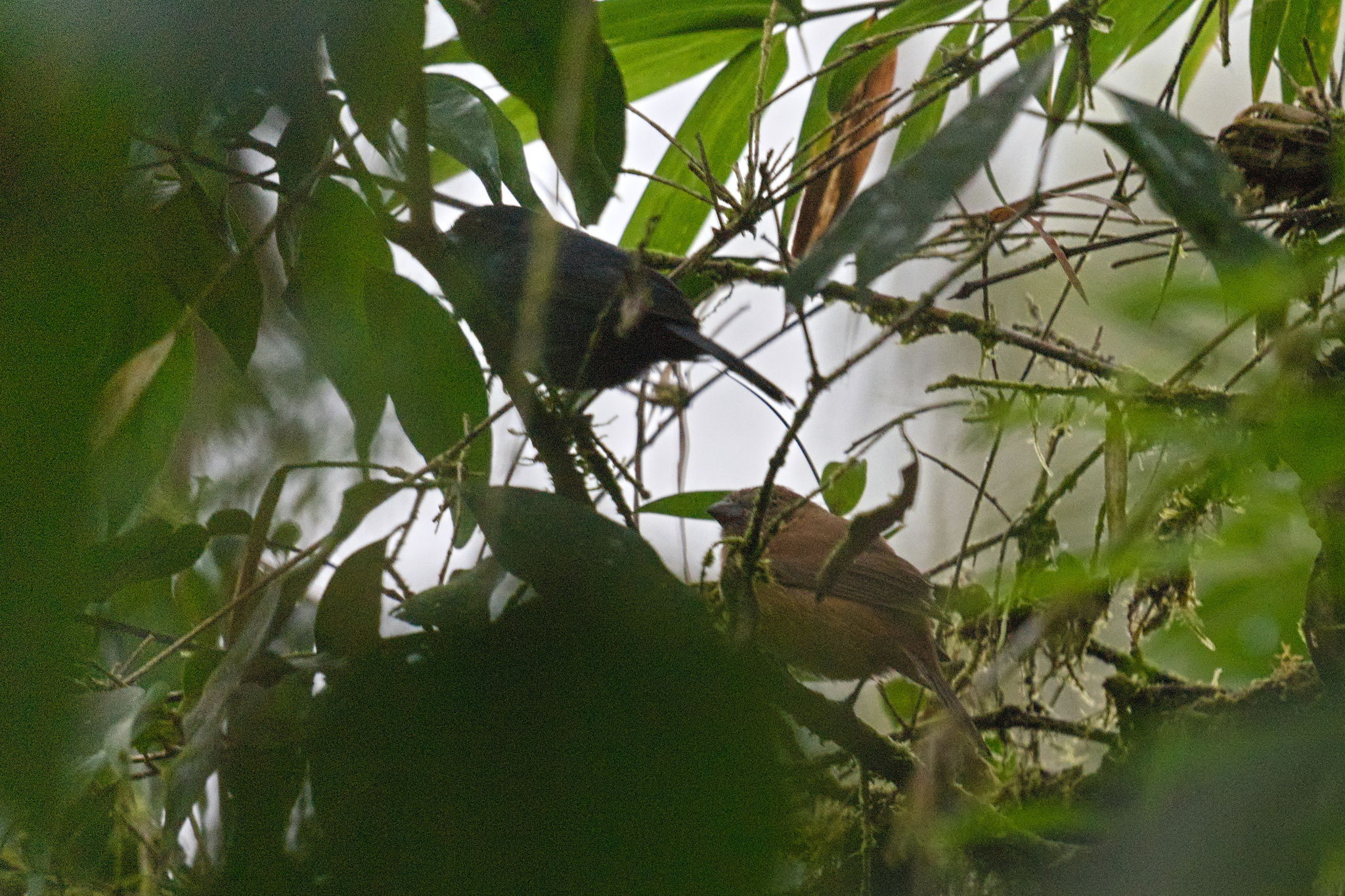 Ecuadorian Seedeater (Amaurospiza aequatorialis), photo 6