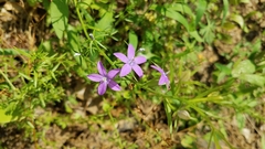 Triodanis leptocarpa