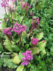 Bergenia crassifolia