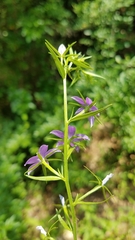 Triodanis leptocarpa