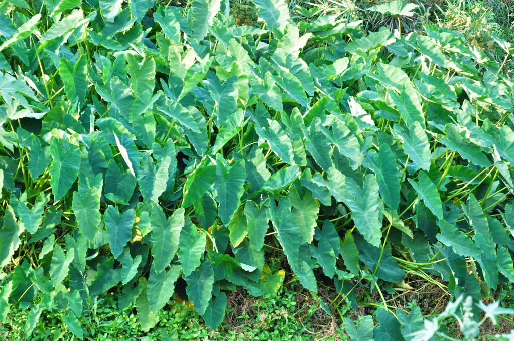 Colocasia esculenta, Sin Nombre de Col 36, Guadalupe, N.L., Mexico