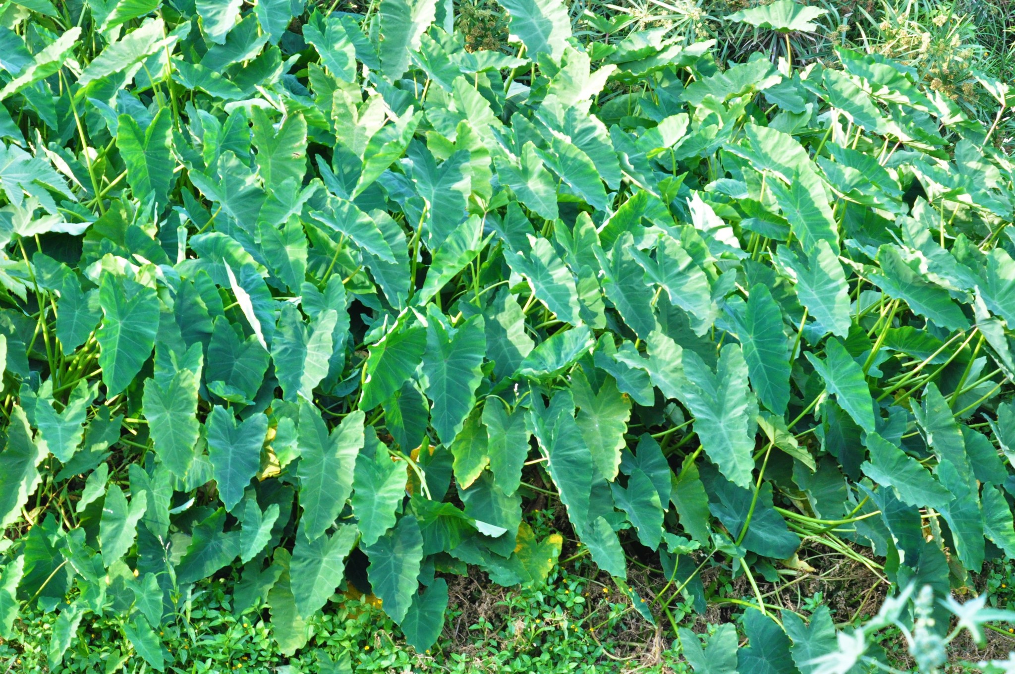 Colocasia esculenta