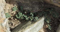 Euphorbia granulata