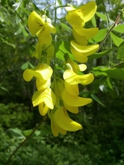 Laburnum