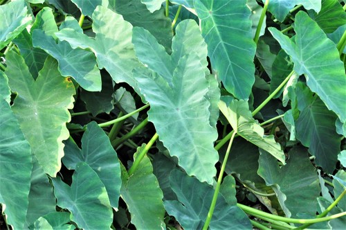 Colocasia esculenta