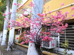 Bougainvillea