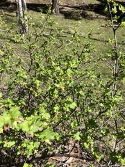 Ribes pinetorum