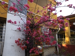 Bougainvillea