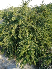 Flueggea verrucosa