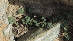 Euphorbia granulata