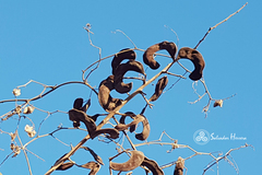 Microlobius foetidus