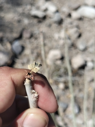Euphorbia lomelii