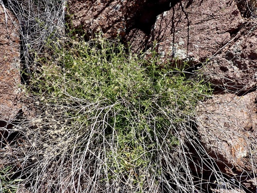 Image of Koanophyllon palmeri by (c) Sue Carnahan, some rights reserved (CC BY)