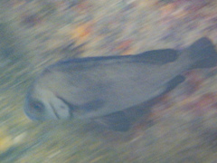 Plectorhinchus gibbosus