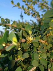 Flueggea verrucosa