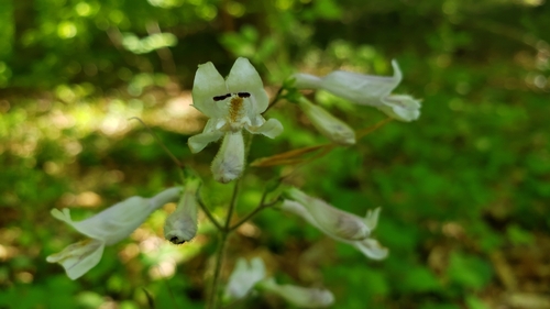 Image of Penstemon pallidus by (c) Lily B., some rights reserved (CC BY)